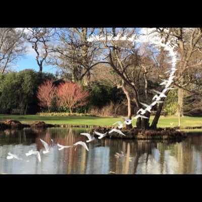 Birds by Alison Grant. Settings: Light Trails mode