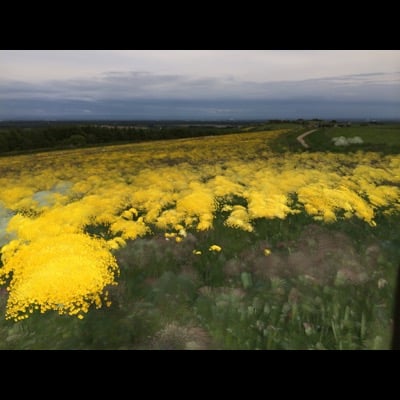 Flowers in wind by NightCap team. Settings: Light Trails mode