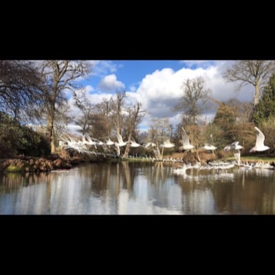 Birds by Alison Grant. Settings: Light Trails Mode