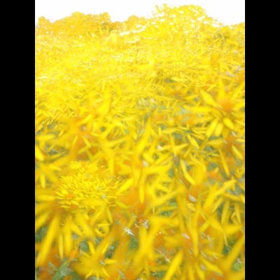 Ragwort in the wind by mother_shipton. Settings: Light Trails mode