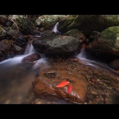 Leaves by Rob Layton. Settings: Long Exposure mode